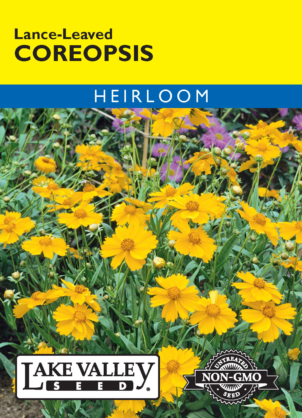 Coreopsis