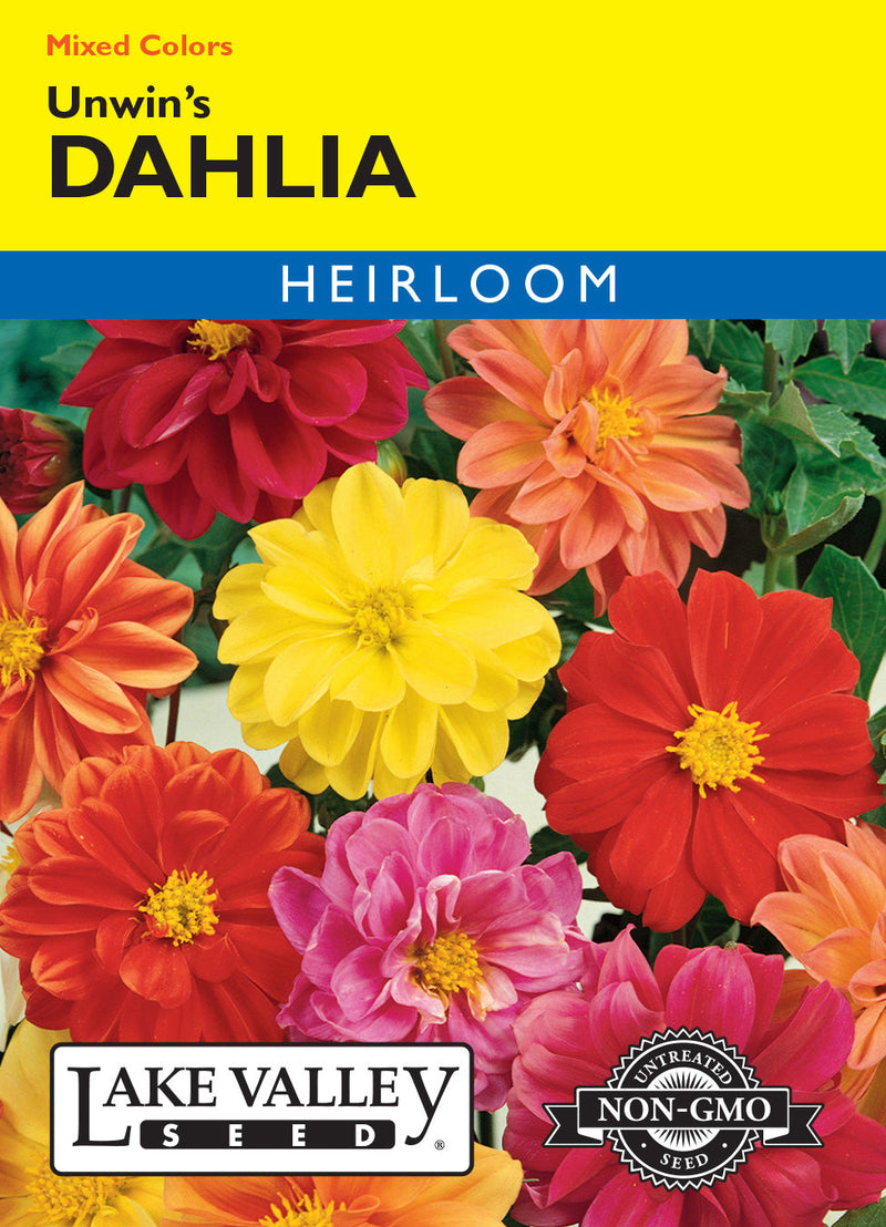 Dahlia