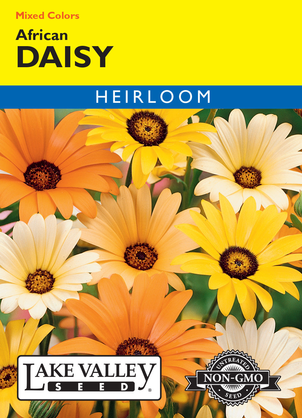 Daisy