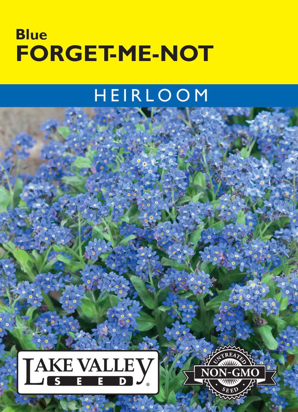 Forget-me-not
