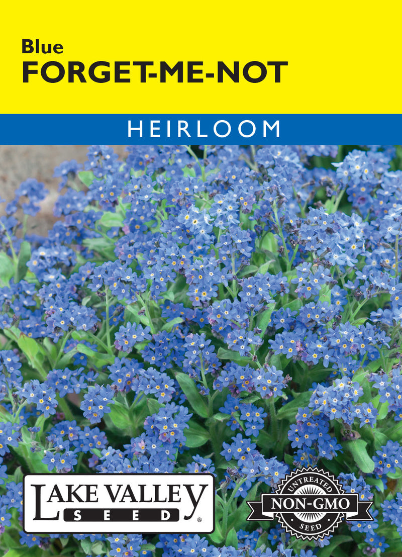 Forget-me-not