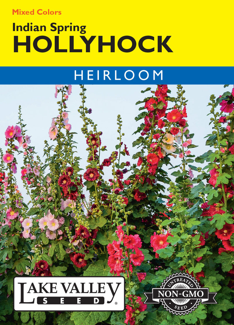 Hollyhock