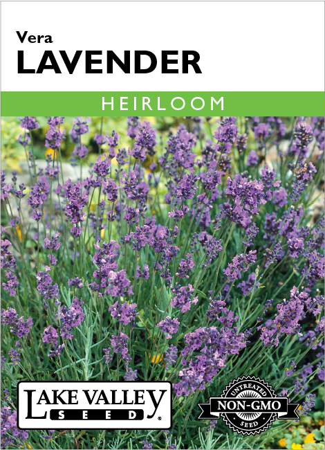 Lavender Vera