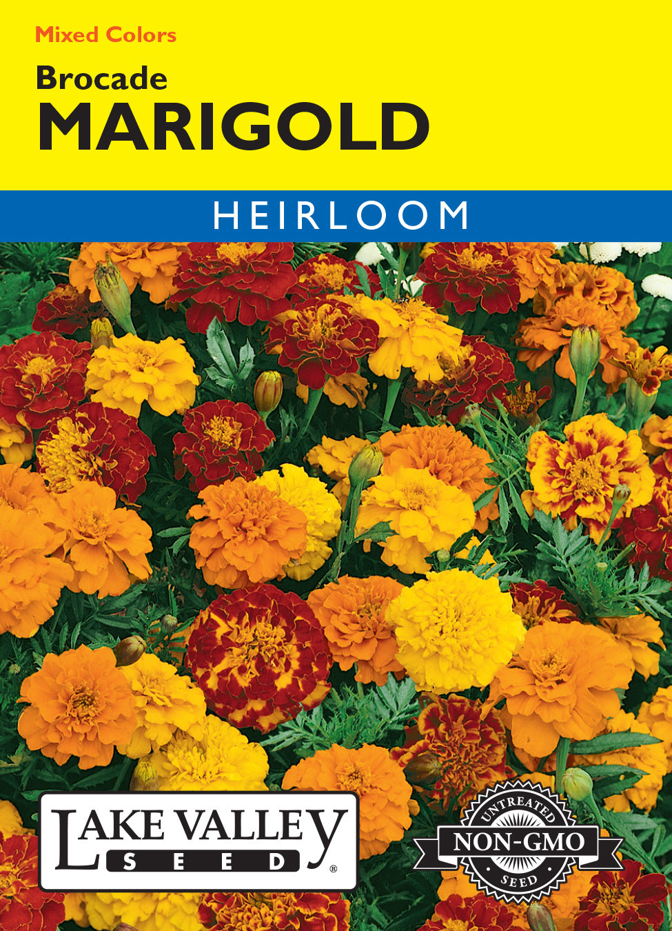 Marigold