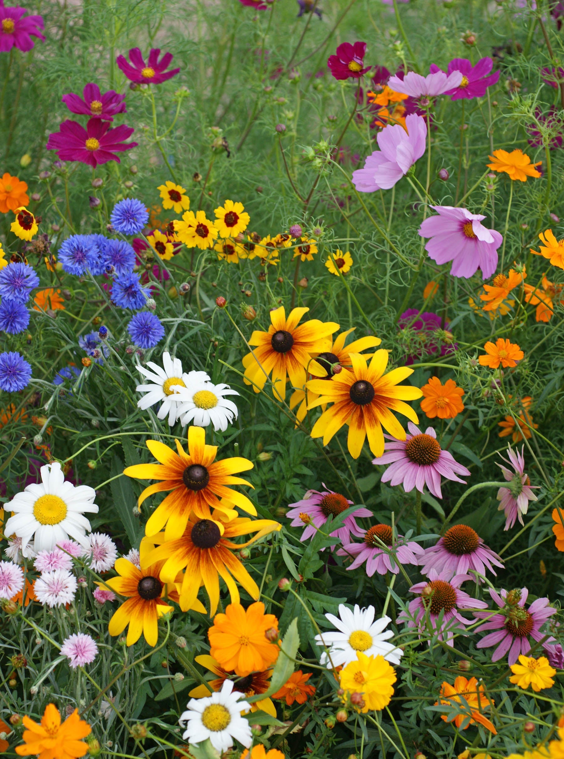 Flowers Value Packs