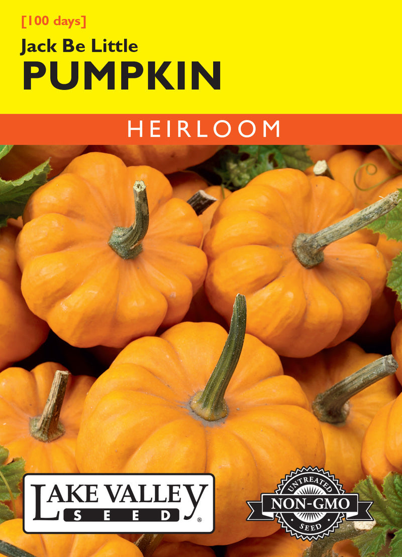 Pumpkin