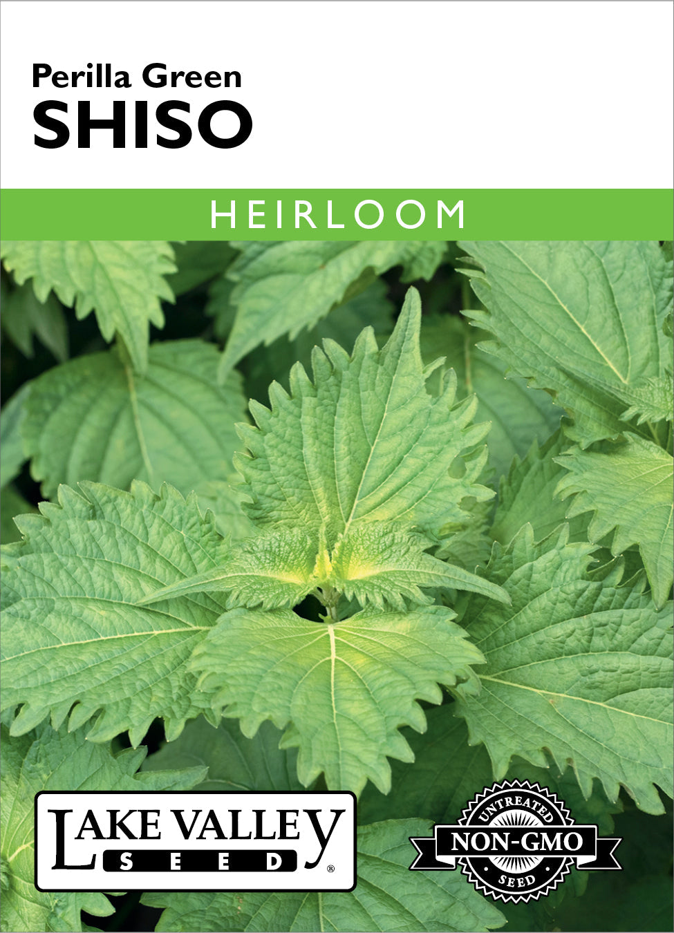 Shiso