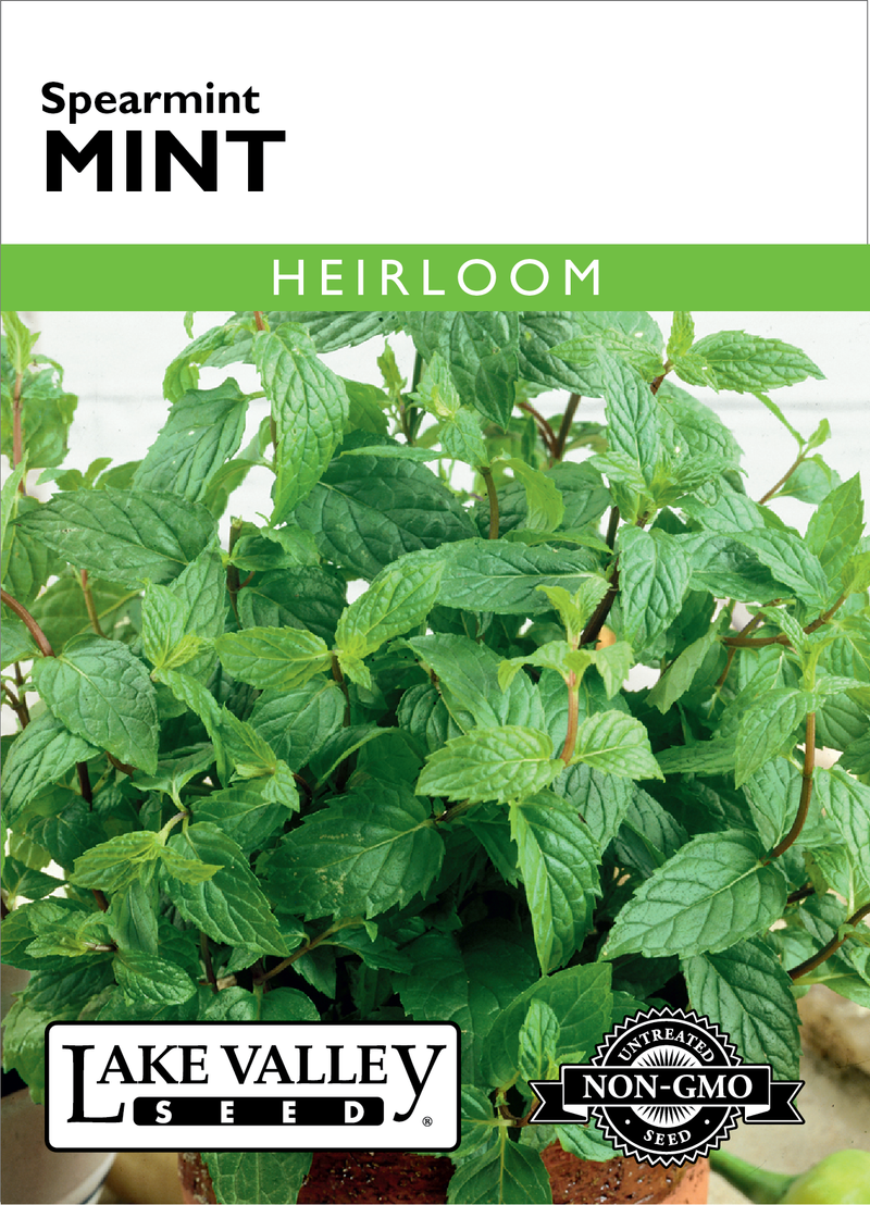 Mint