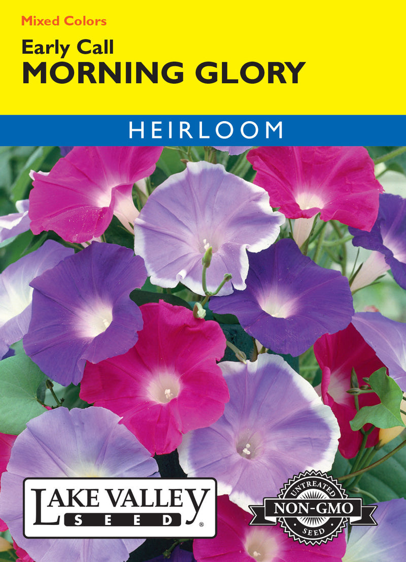 Morning Glory