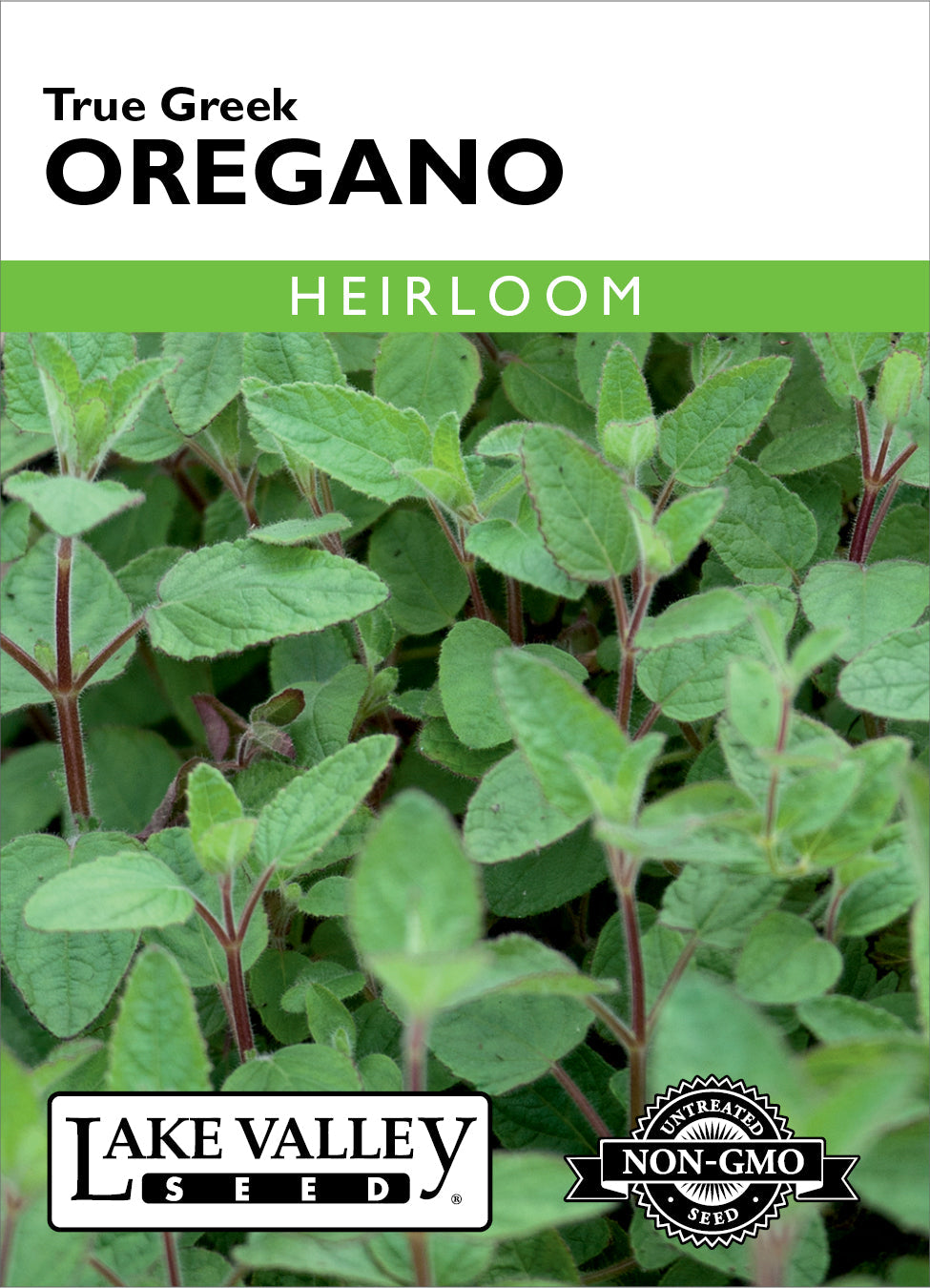 Oregano
