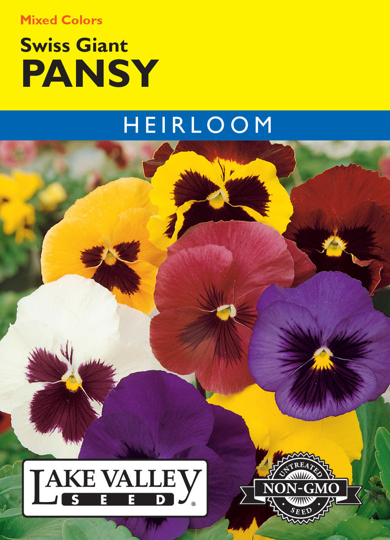 Pansy