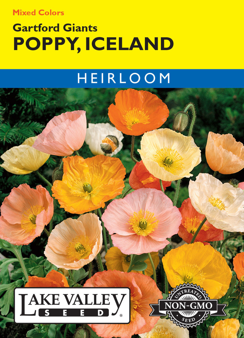 Poppy