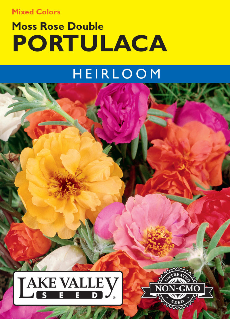 Portulaca