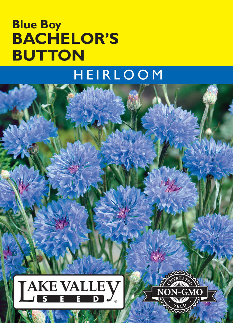 Bachelor's Button
