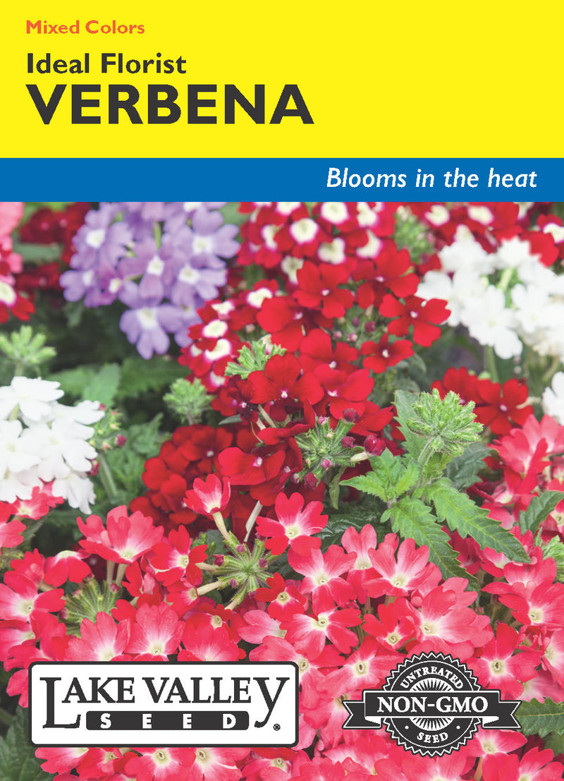 Verbena