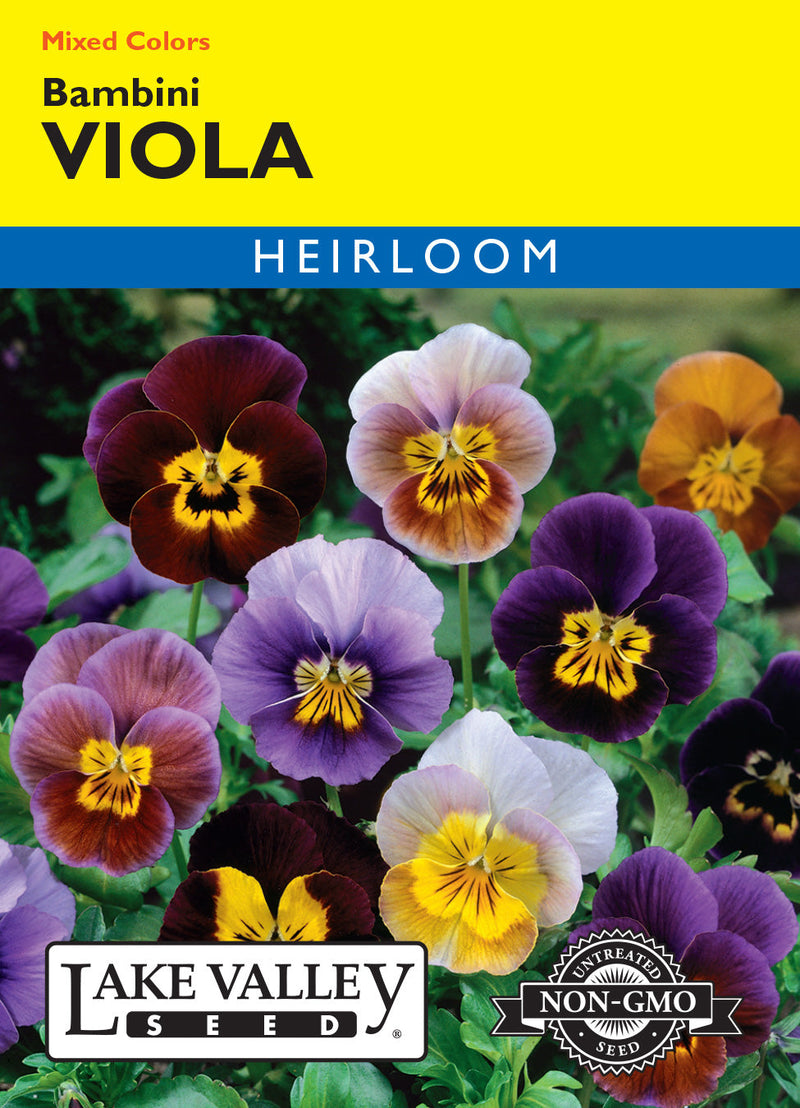 Viola
