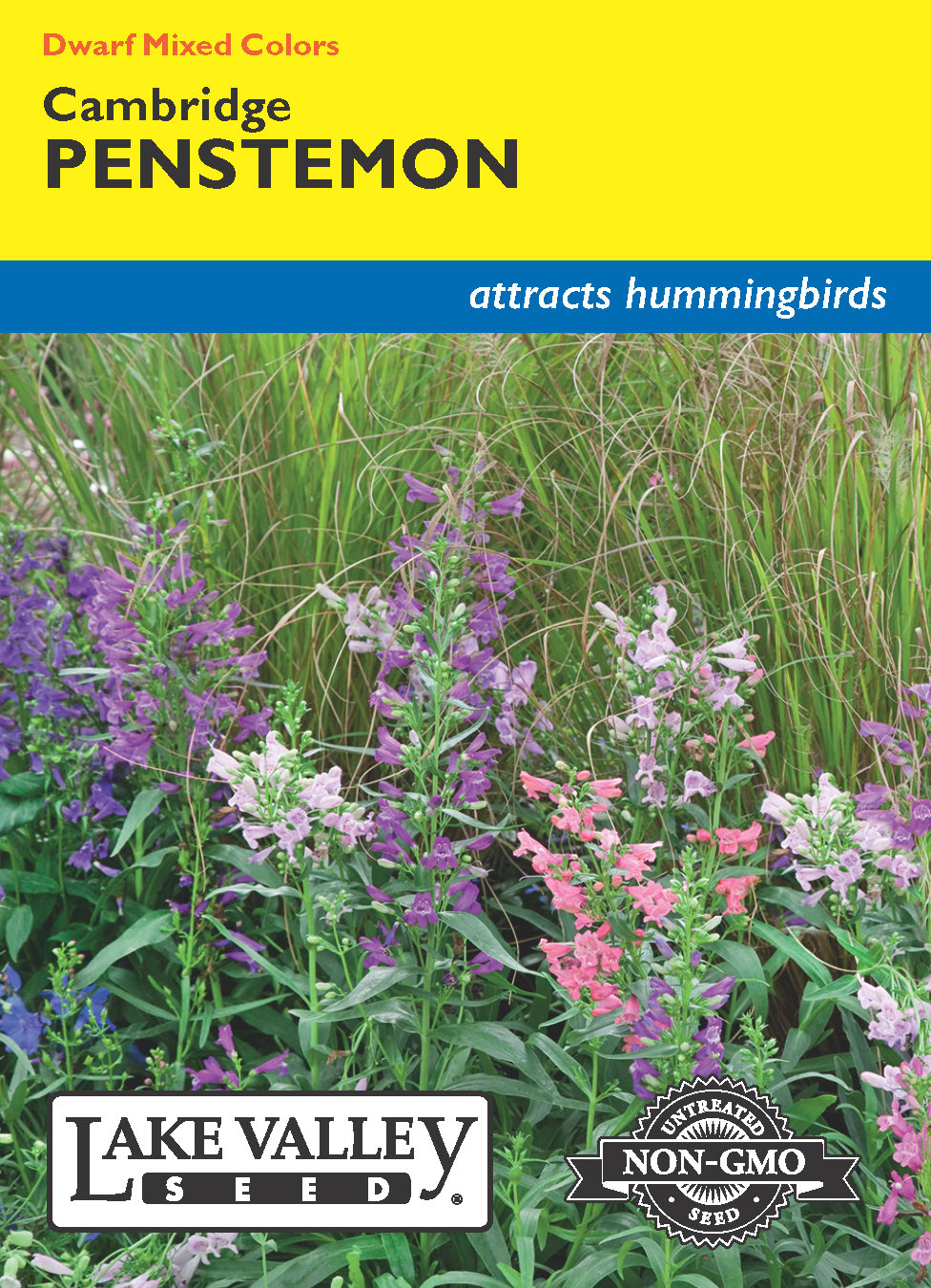 Penstemon