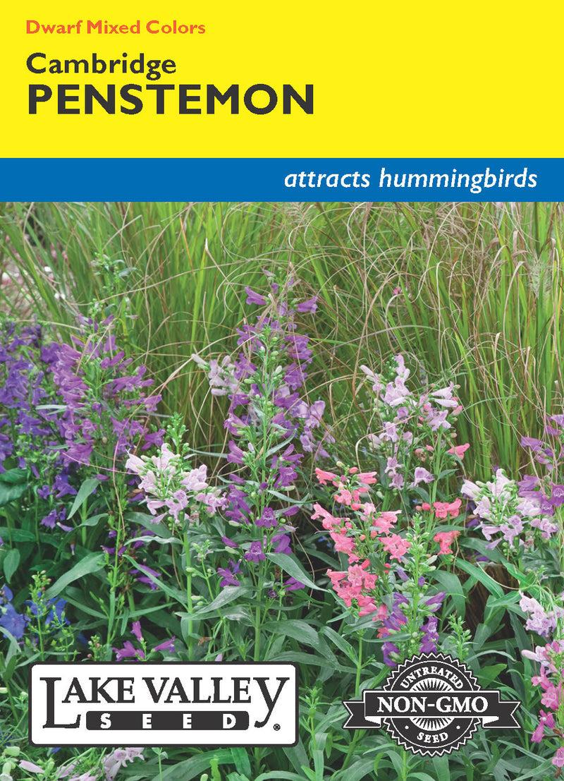 Penstemon