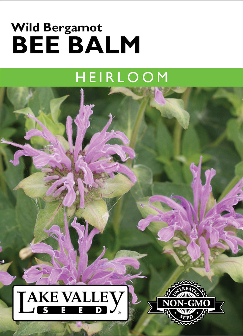 Bee Balm/Bergamot