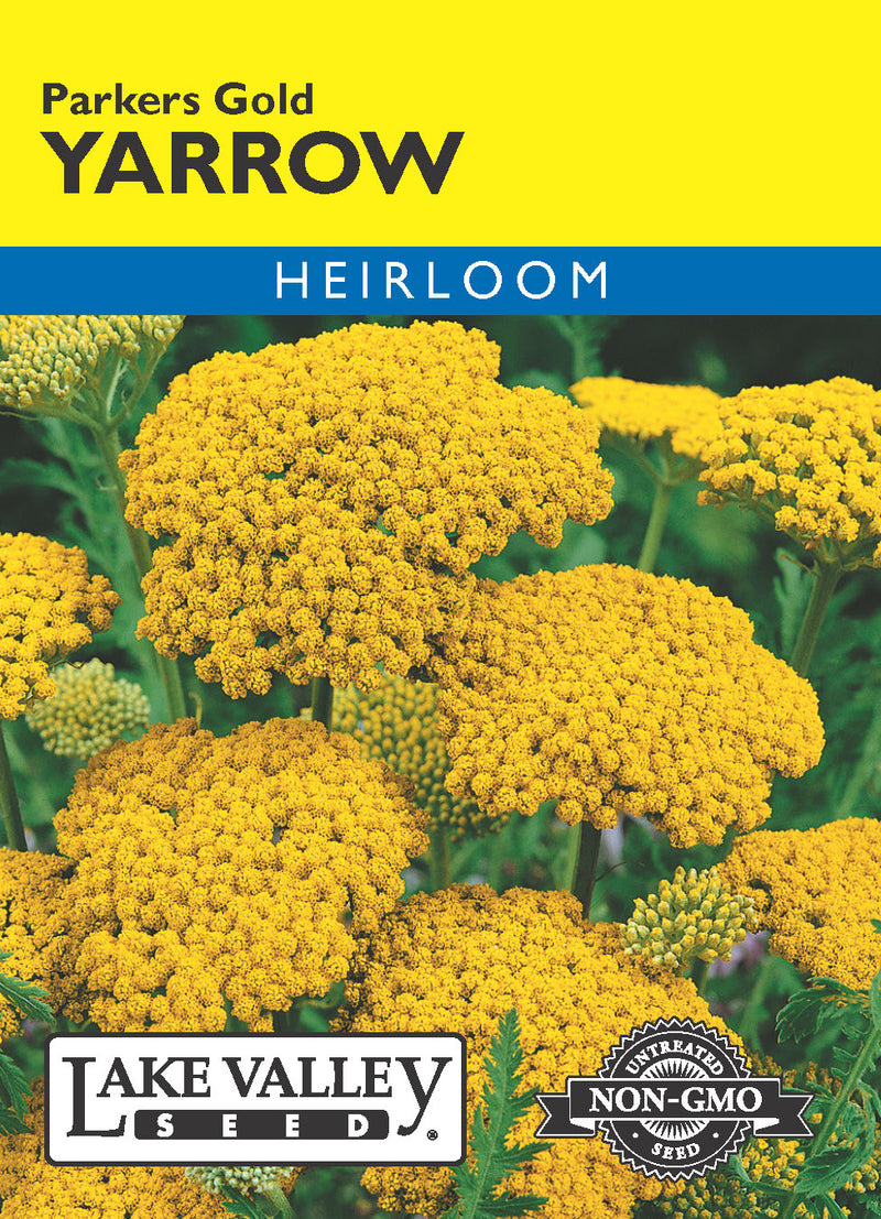 Yarrow