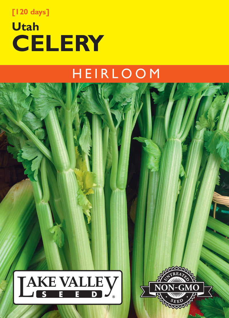 Celery