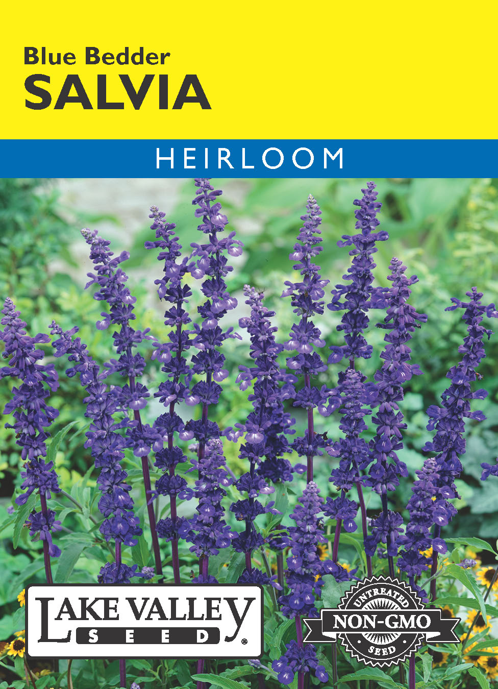Salvia