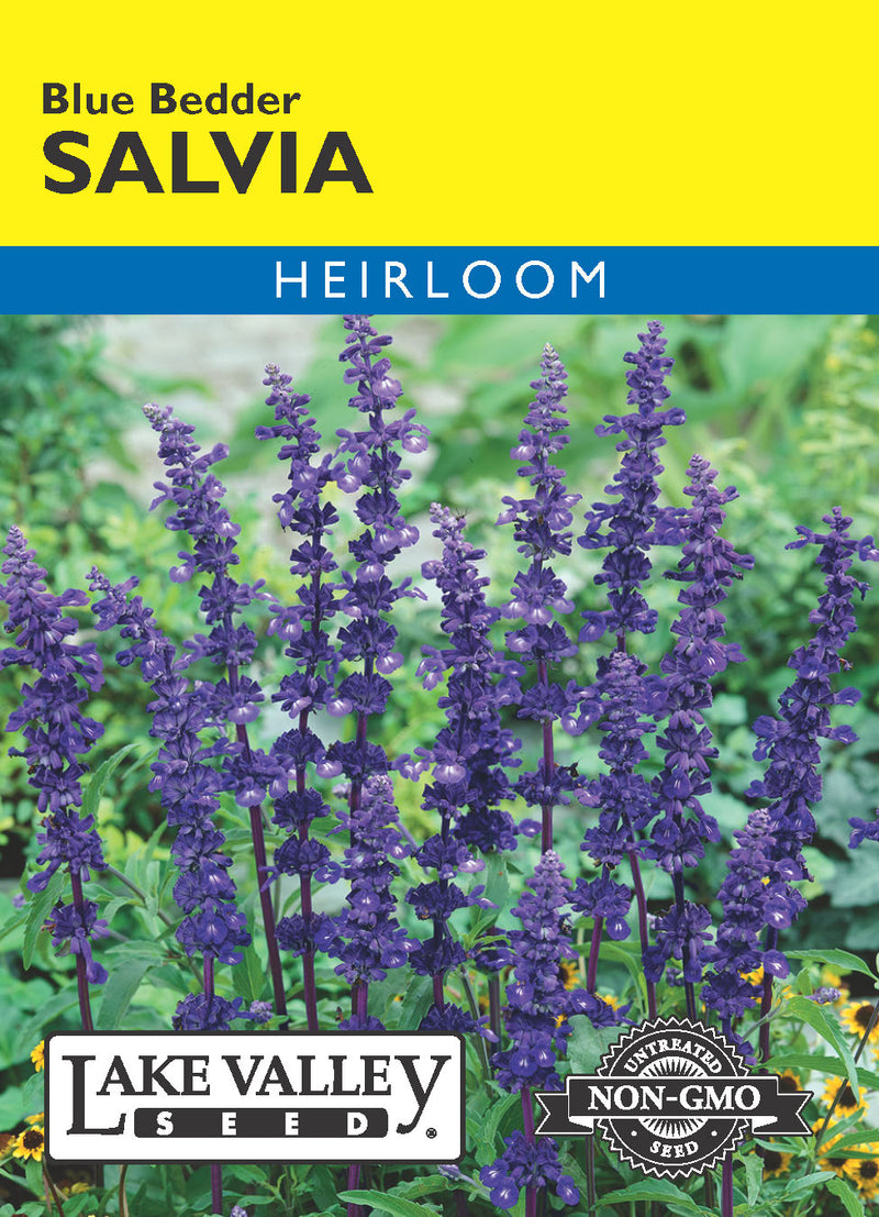 Salvia