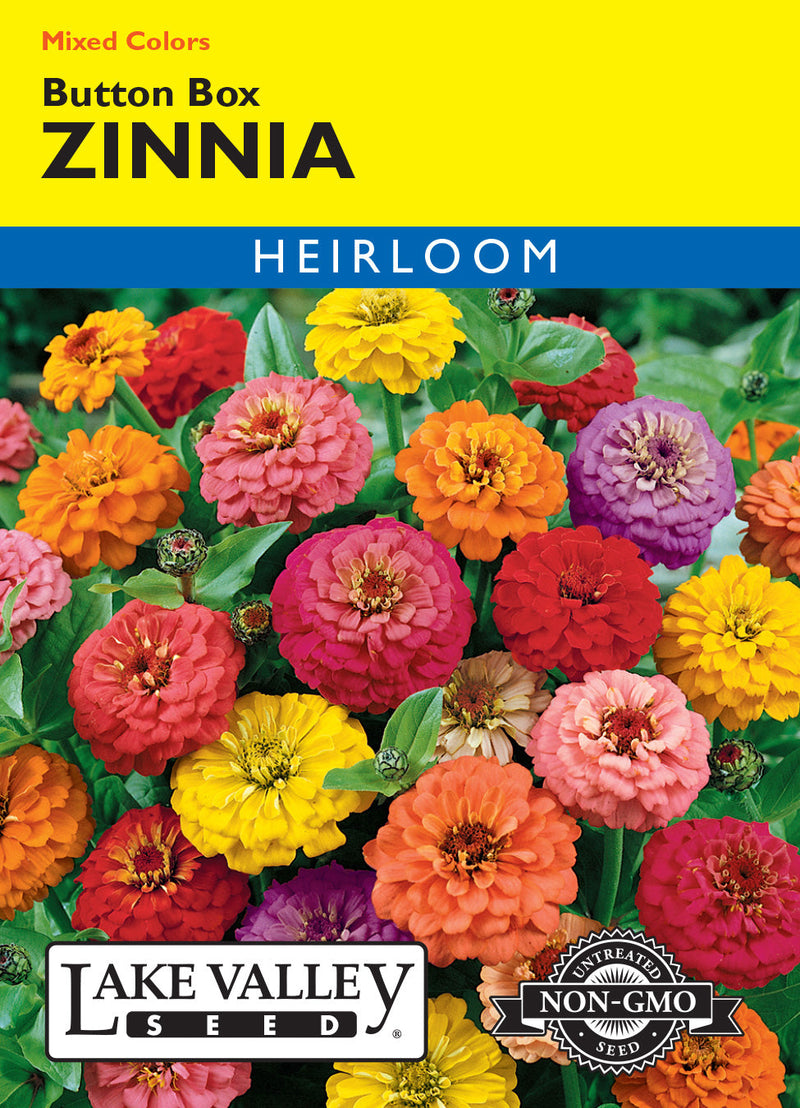 Zinnia