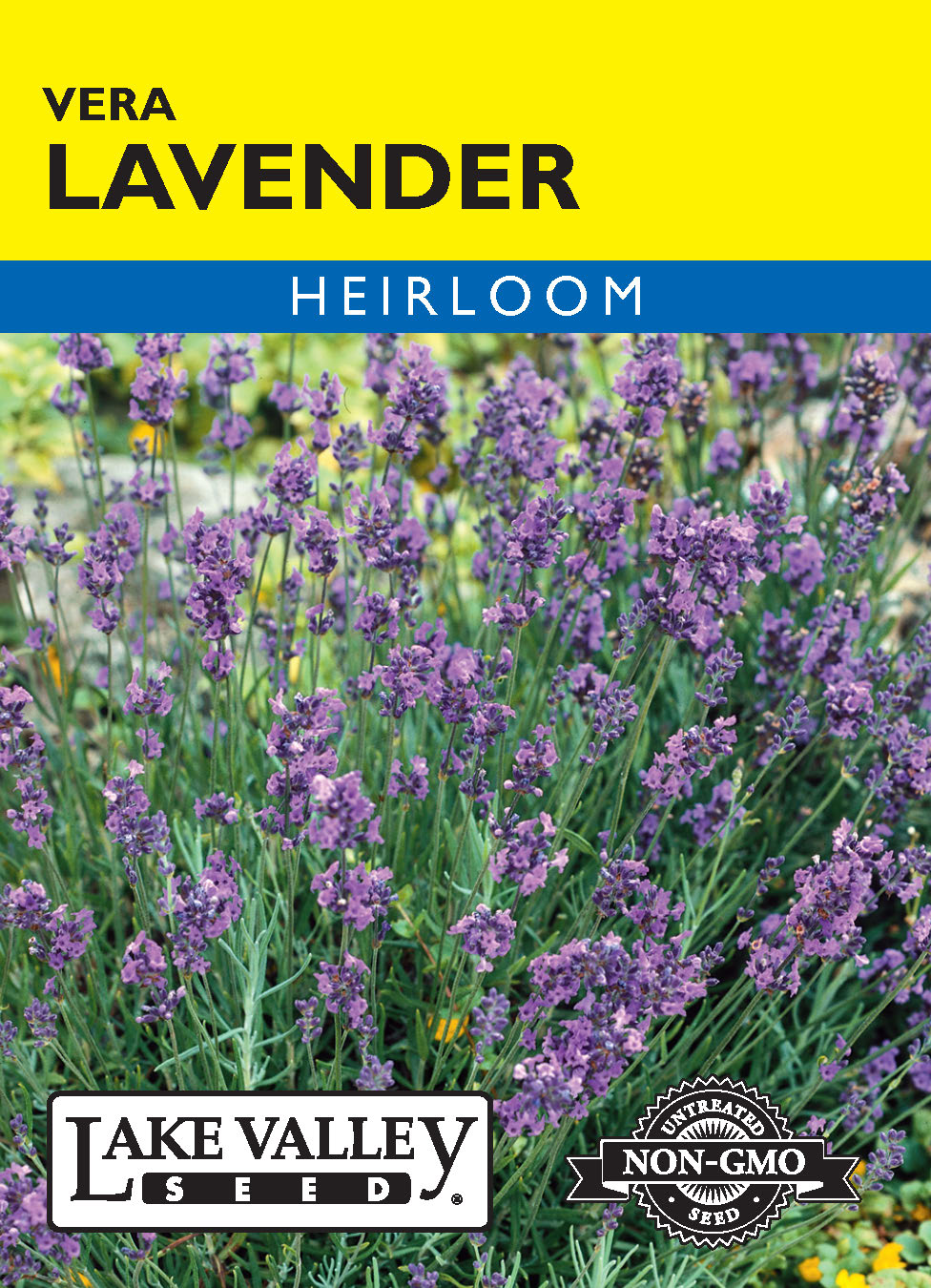 Lavender