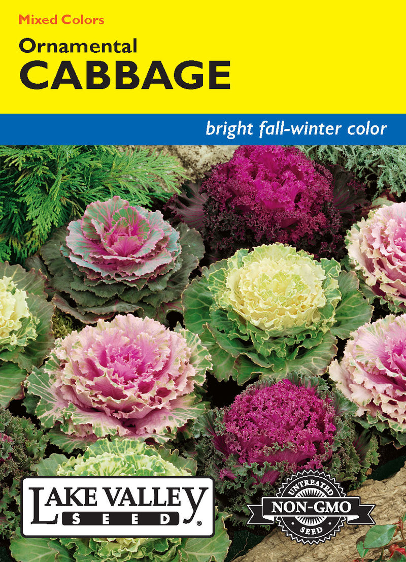 Cabbage Ornamental