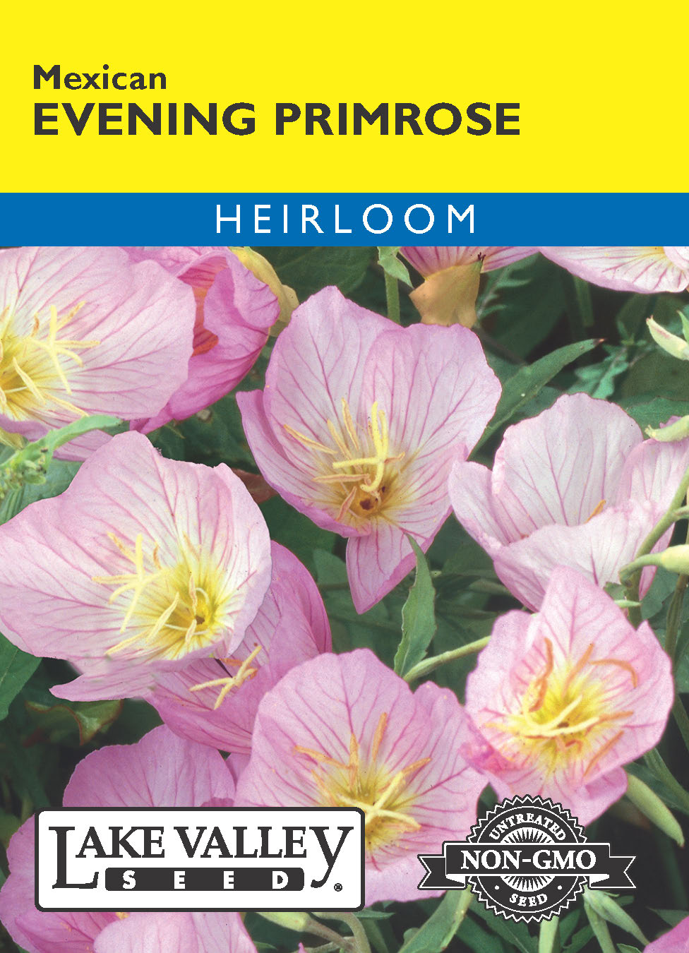 Evening Primrose