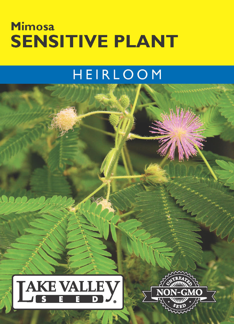 Sensitive Plant