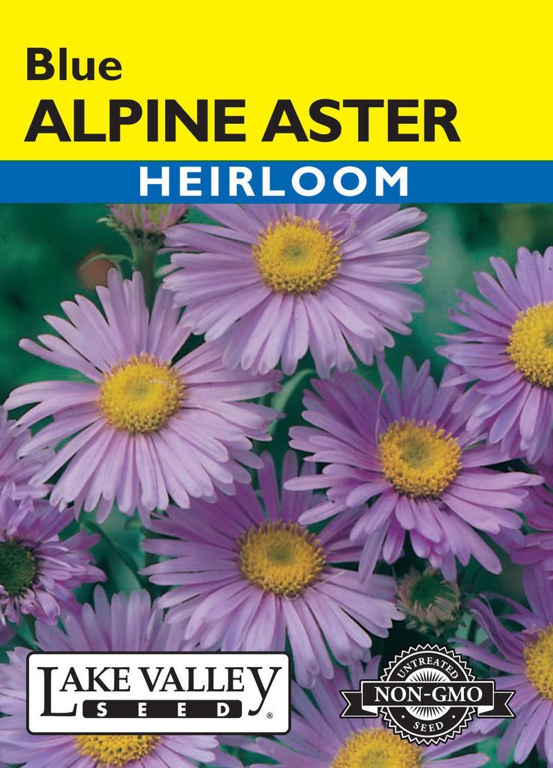 Aster