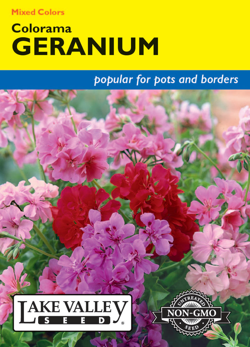 Geranium