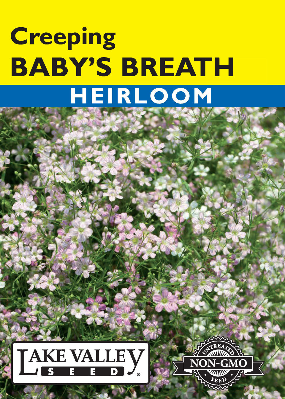 Baby's Breath