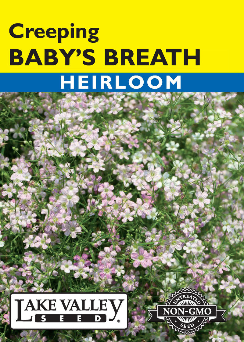 Baby's Breath
