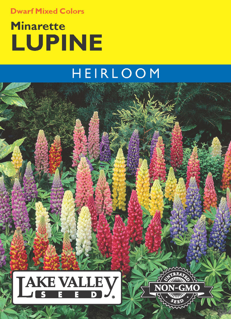 Lupine