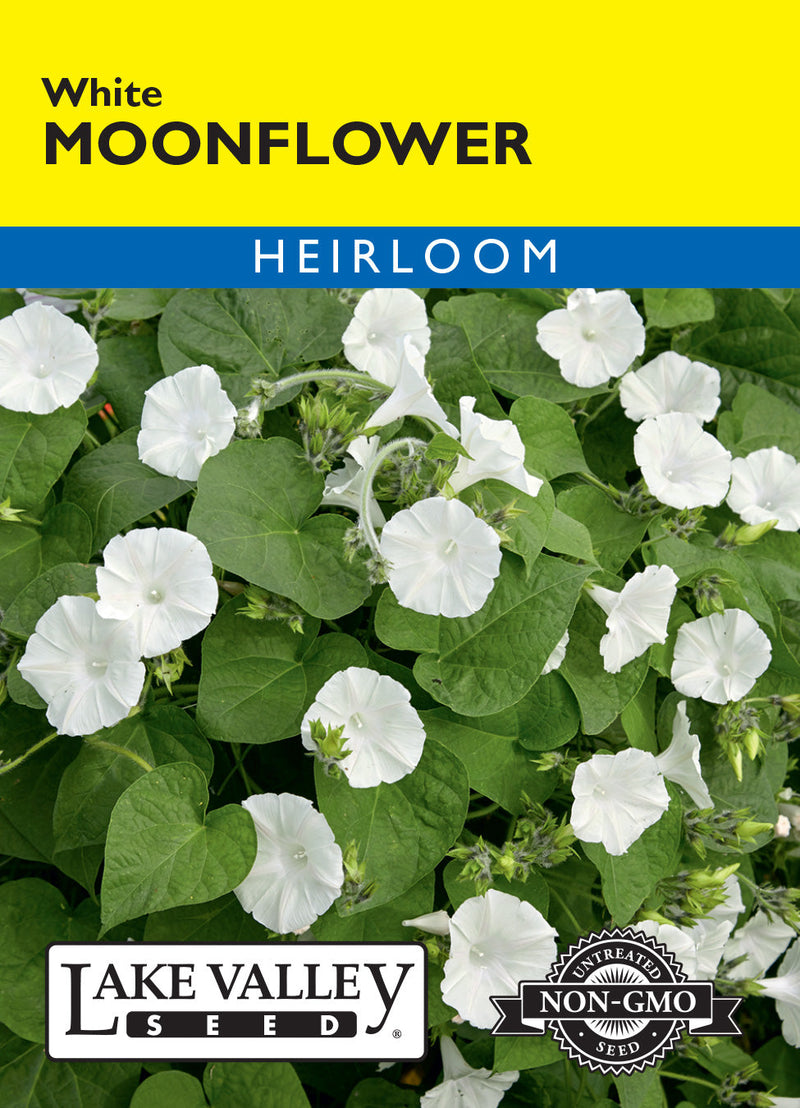 Moonflower