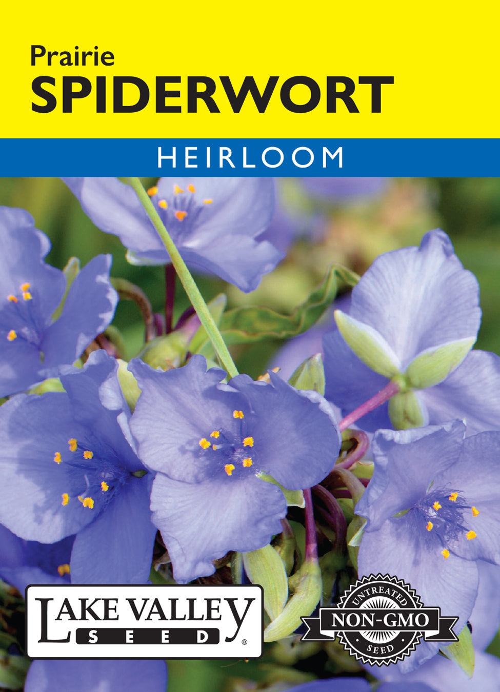 Spiderwort