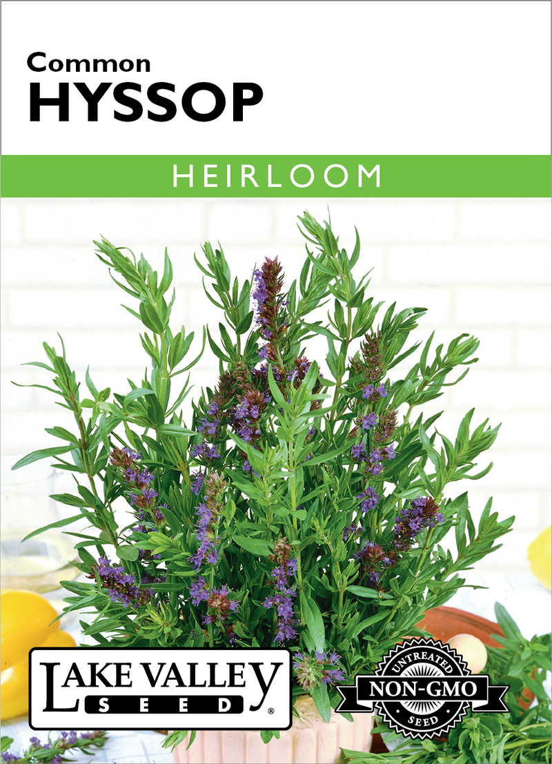 Hyssop