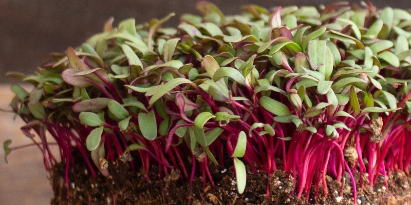 Microgreens