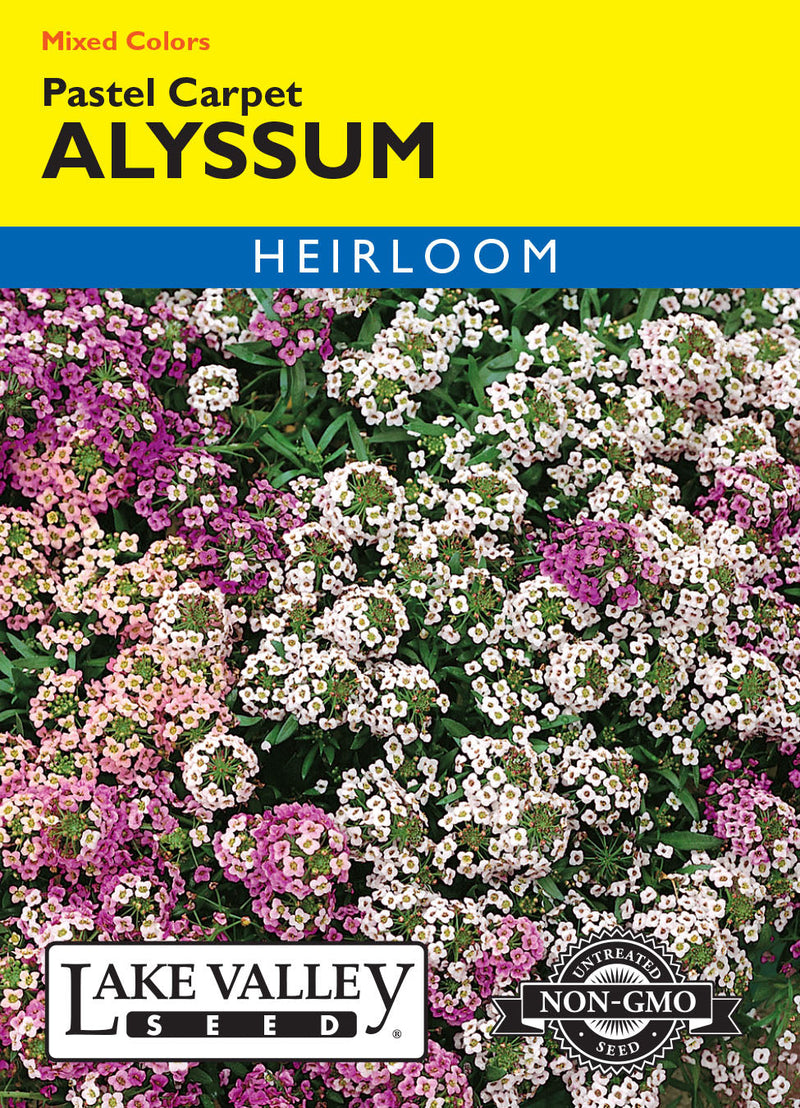 Alyssum
