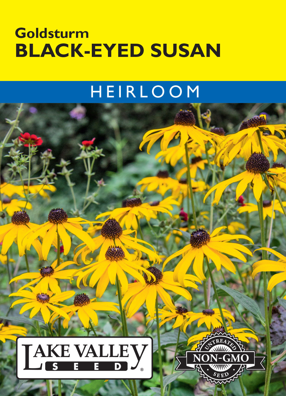 Black Eyed Susan