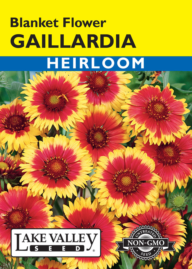 Gaillardia