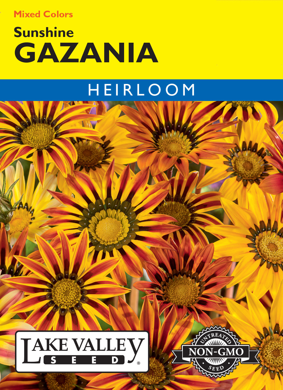Gazania