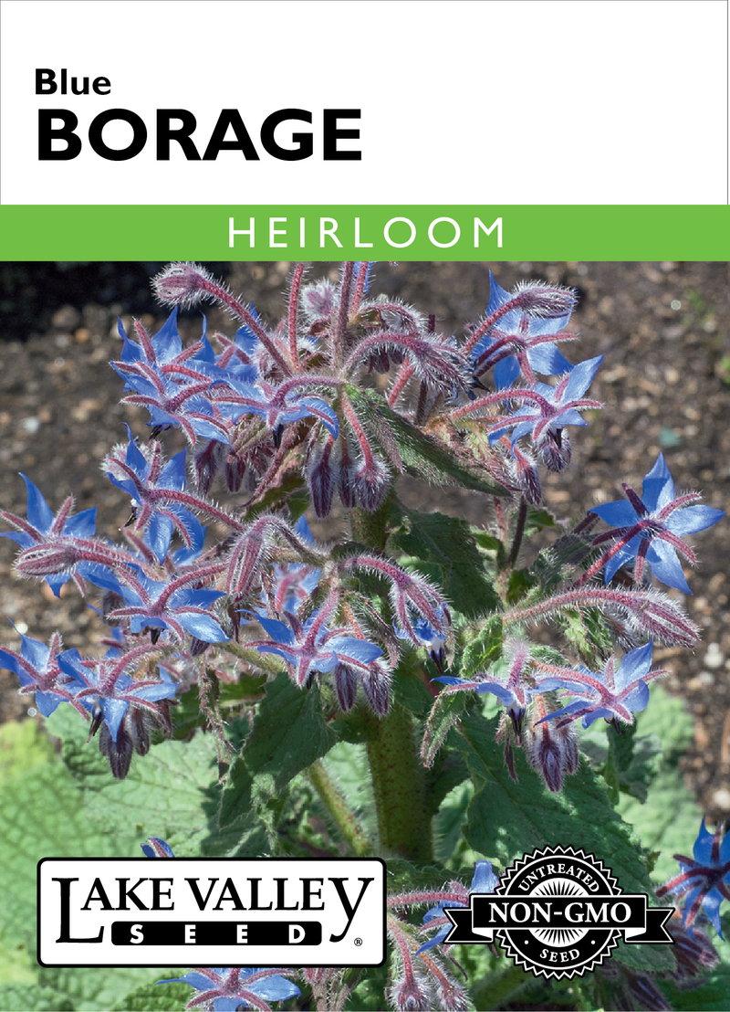 Borage