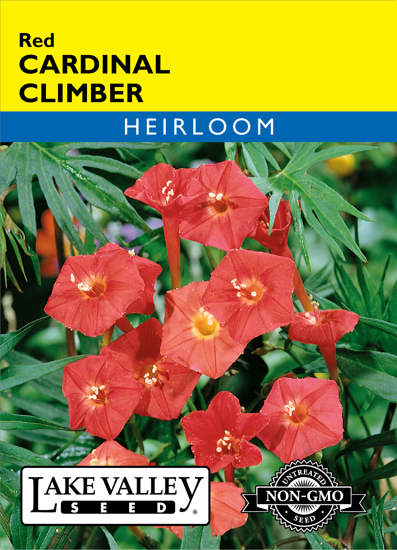 Cardinal Climber