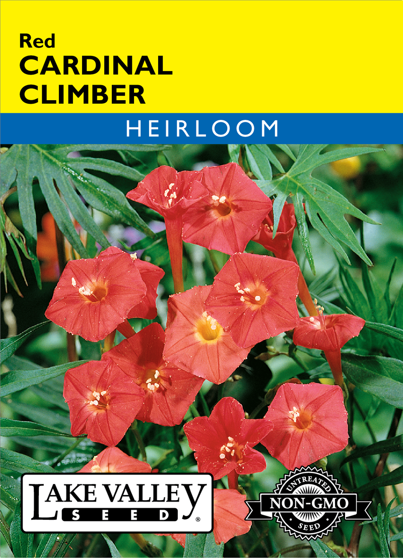 Cardinal Climber