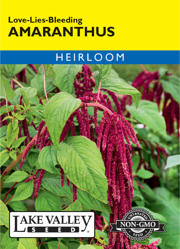 Amaranthus