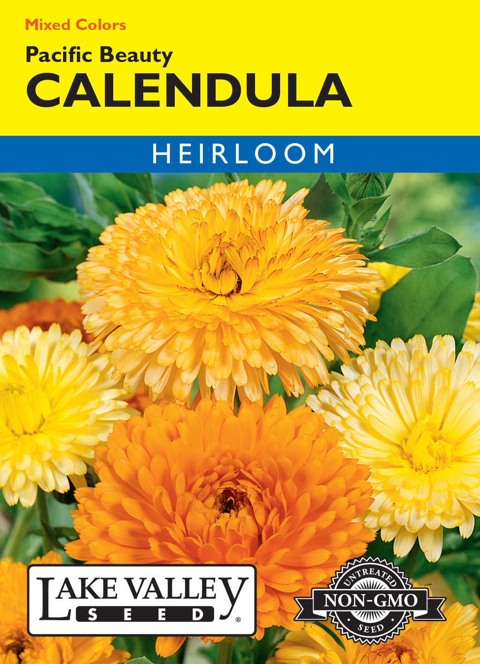Calendula